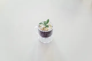 杯子里的绿叶植物