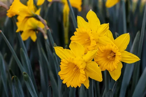 水仙、水仙花、多年生球茎、黄色、花朵、春天、花园、植物 水仙、水仙花、多年生球茎、黄色、花朵、春天、花园、植物