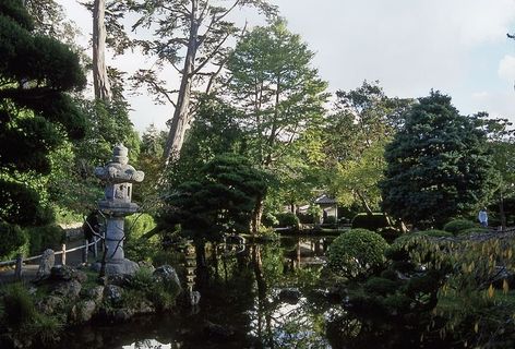 旧金山，美国，加利福尼亚，树木，植物，没有人，自然，生长