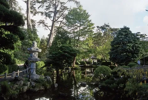 旧金山,美国,加利福尼亚,树木,植物,没有人,自然,生长 旧金山,美国,加利福尼亚,树木,植物,没有人,自然,生长
