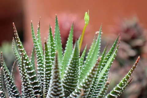 多汁植物Haworthia Attentiuata或斑马植物的特写,斑马Haworthia,Apicra Attentiuata和芦荟Clariperla是生活在南非沙漠中的非仙人掌植物家族。这株斑马植物长在新泽西州深挖花园的温室里的一个小陶罐里,上面有一个花堆。 多汁植物Haworthia Attentiuata或斑马植物的特写,斑马Haworthia,Apicra Attentiuata和芦荟Clariperla是生活在南非沙漠中的非仙人掌植物家族。这株斑马植物长在新泽西州深挖花园的温室里的一个小陶罐里,上面有一个花堆。