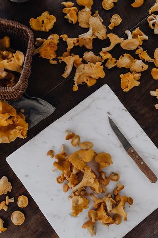 在树林里采蘑菇