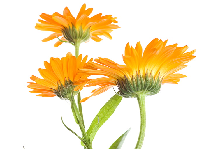 黄色，孤立，花朵，特写，细节，花卉，花卉，花卉