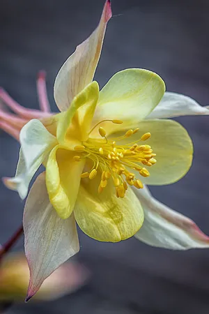 科伦拜恩，花朵，花朵，花朵，Floom，flora，普通akelei，普通科伦拜恩，白色