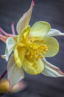 科伦拜恩,花朵,花朵,花朵,Floom,flora,普通akelei,普通科伦拜恩,白色 科伦拜恩,花朵,花朵,花朵,Floom,flora,普通akelei,普通科伦拜恩,白色