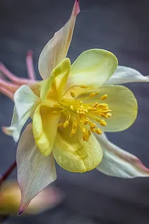 科伦拜恩,花朵,花朵,花朵,Floom,flora,普通akelei,普通科伦拜恩,白色 科伦拜恩,花朵,花朵,花朵,Floom,flora,普通akelei,普通科伦拜恩,白色