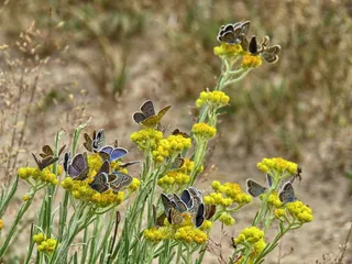 蝴蝶，蝴蝶，modraszek，昆虫，自然，花，植物，野生动物