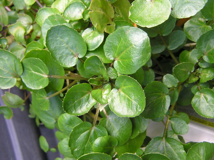 草本植物，水，水芹，叶，植物部分，生长，植物，绿色