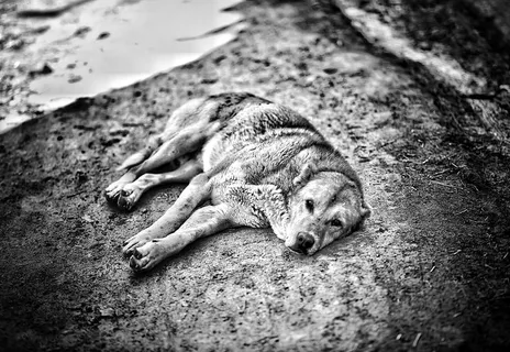 宠物,哺乳动物,动物,狗,狗,土狼,狼,红狼 宠物,哺乳动物,动物,狗,狗,土狼,狼,红狼