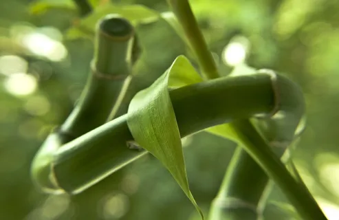 绿叶植物,竹子,新鲜,天然,绿色,天然,新鲜,植物 绿叶植物,竹子,新鲜,天然,绿色,天然,新鲜,植物