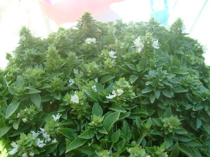 开花,花朵,自然,绿色,植物,罗勒,绿色,生长 开花,花朵,自然,绿色,植物,罗勒,绿色,生长