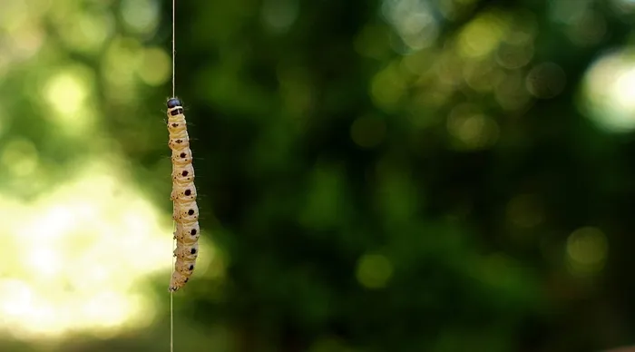 选择性，焦点，棕色，毛虫，尼龙，幼虫，蜡蛾，galleriinae