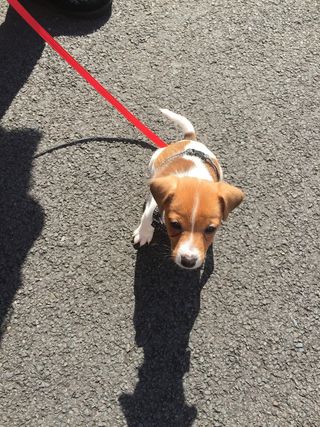 walkies，小狗，狗，可爱，小狗，动物，宠物，一只动物