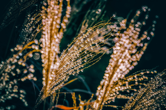 芒属，芒属，背光，波克，甜草，禾本科，银泉，竹草编辑此页面