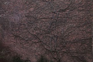 棕色，根，墙，树根，缠绕，正面，背景，树