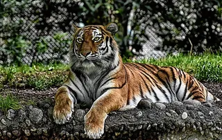 老虎，大猫，捕食者，野猫，危险，动物园，动物，猫