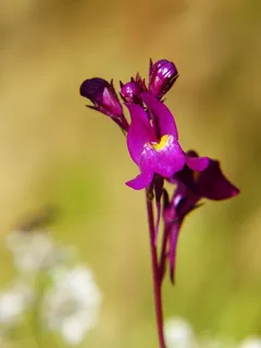 路边蟾蜍草,紫色蟾蜍草,莱纳斯,花卉草甸,紫色,开花,开花,关闭 路边蟾蜍草,紫色蟾蜍草,莱纳斯,花卉草甸,紫色,开花,开花,关闭