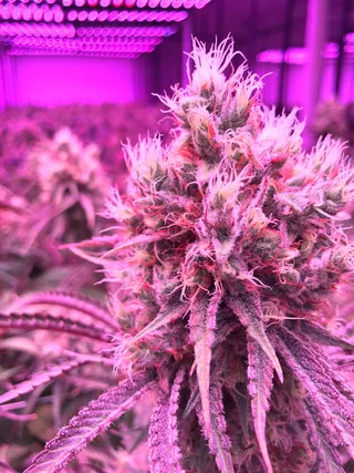 大麻，植物，杂草，大麻，特写，新鲜度，开花植物，花