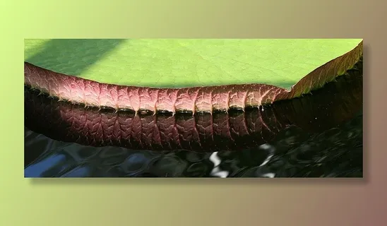 反射，镜像，睡莲垫，水，睡莲，凯鲁瓦莱赫蒂宁，水草，特写