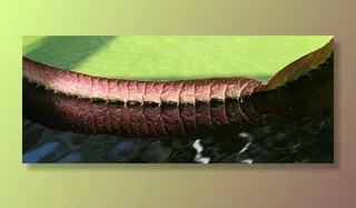 反射，镜像，睡莲垫，水，睡莲，凯鲁瓦莱赫蒂宁，水草，特写