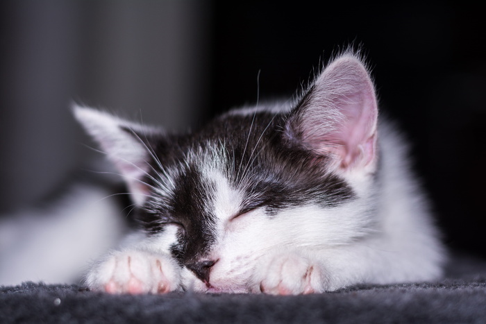 动物，宠物，可爱，猫，可爱，特写，家猫，猫