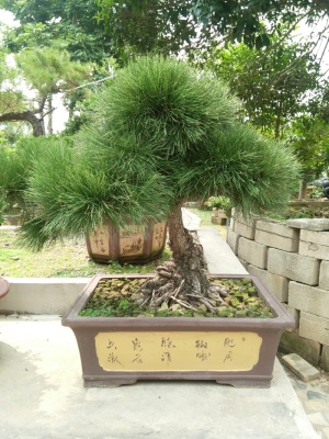 盆景，树木，松树，盆栽，植物，通讯，文字，白天