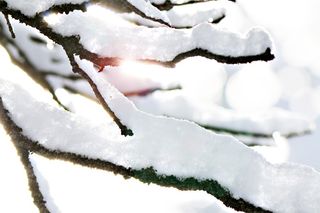 美国，孤独，孤独北欧中心，太阳，光线，镜头光斑，四肢，树木