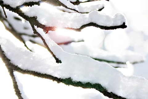 美国,孤独,孤独北欧中心,太阳,光线,镜头光斑,四肢,树木 美国,孤独,孤独北欧中心,太阳,光线,镜头光斑,四肢,树木