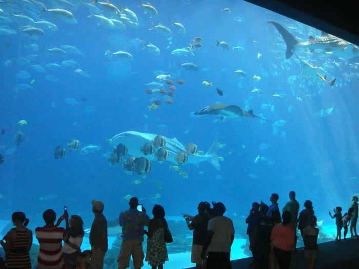 水族馆、鱼类、亚特兰大、水下、海洋、动物、自然、水箱