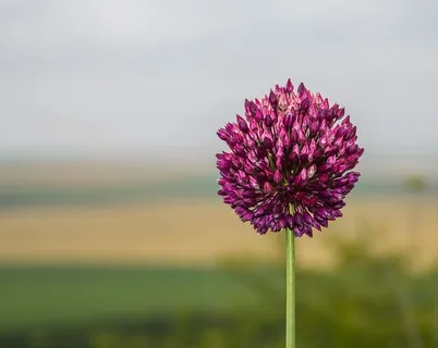 花朵，自然，粉色，紫色，花朵，茎，茎，春天
