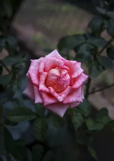 玫瑰，多翅，灿烂，花朵，开花植物，玫瑰，植物，大自然之美