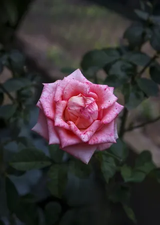 玫瑰，多翅，灿烂，花朵，开花植物，玫瑰，植物，大自然之美