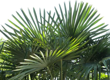 照片,绿色,西米植物,西米,植物,扇形棕榈,棕榈,复叶 照片,绿色,西米植物,西米,植物,扇形棕榈,棕榈,复叶