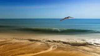 飞，白，鸟，涟漪，身体，水，海岸线，海