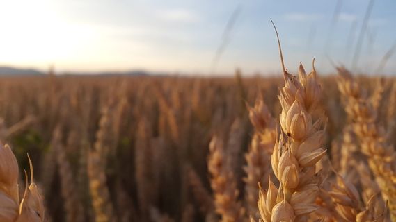 粮食，夏天，粮食，夏天，粮食，生产粮食，穗，农业，小麦