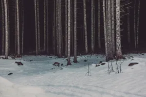 雪旁树林照片