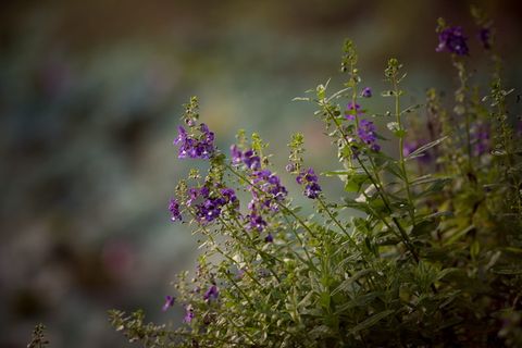 花，植物，花，开花，春天，夏天，叶子，各色