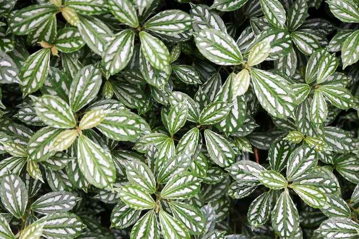 植物、叶子、花、树、自然、图案、叶子、植物群