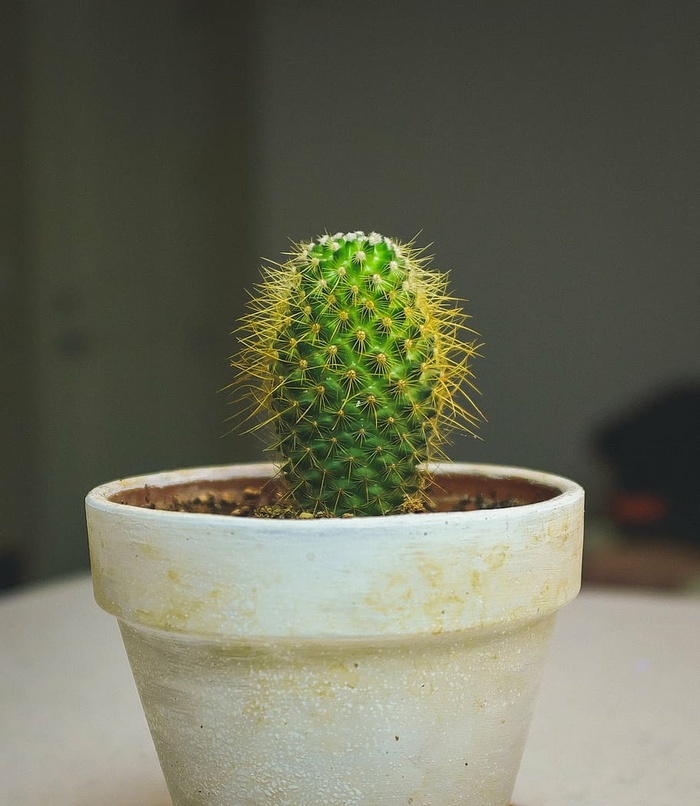 绿色，种植，白色，盆栽，植物，刺，仙人掌，自然