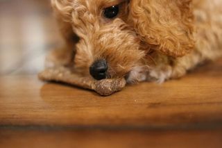 狗，小狗，小狗，咀嚼，咀嚼，骨头，狗骨头，狗鼻子