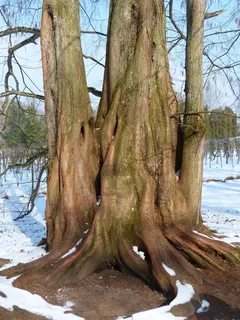 红杉,原木,部族,红杉,红杉,水杉,中国红杉,水杉 红杉,原木,部族,红杉,红杉,水杉,中国红杉,水杉