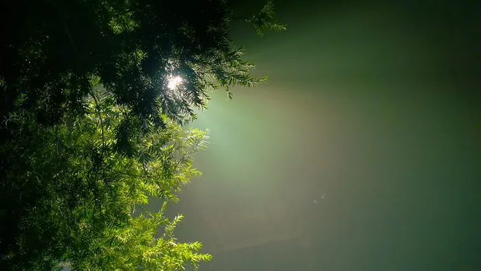 绿叶树，常青树，希望，色调，强光，自然，树，没有人