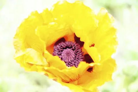 花，不完整，植物群，开花植物，植物，脆弱性，脆弱性，新鲜度