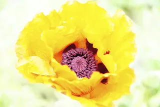 花，不完整，植物群，开花植物，植物，脆弱性，脆弱性，新鲜度