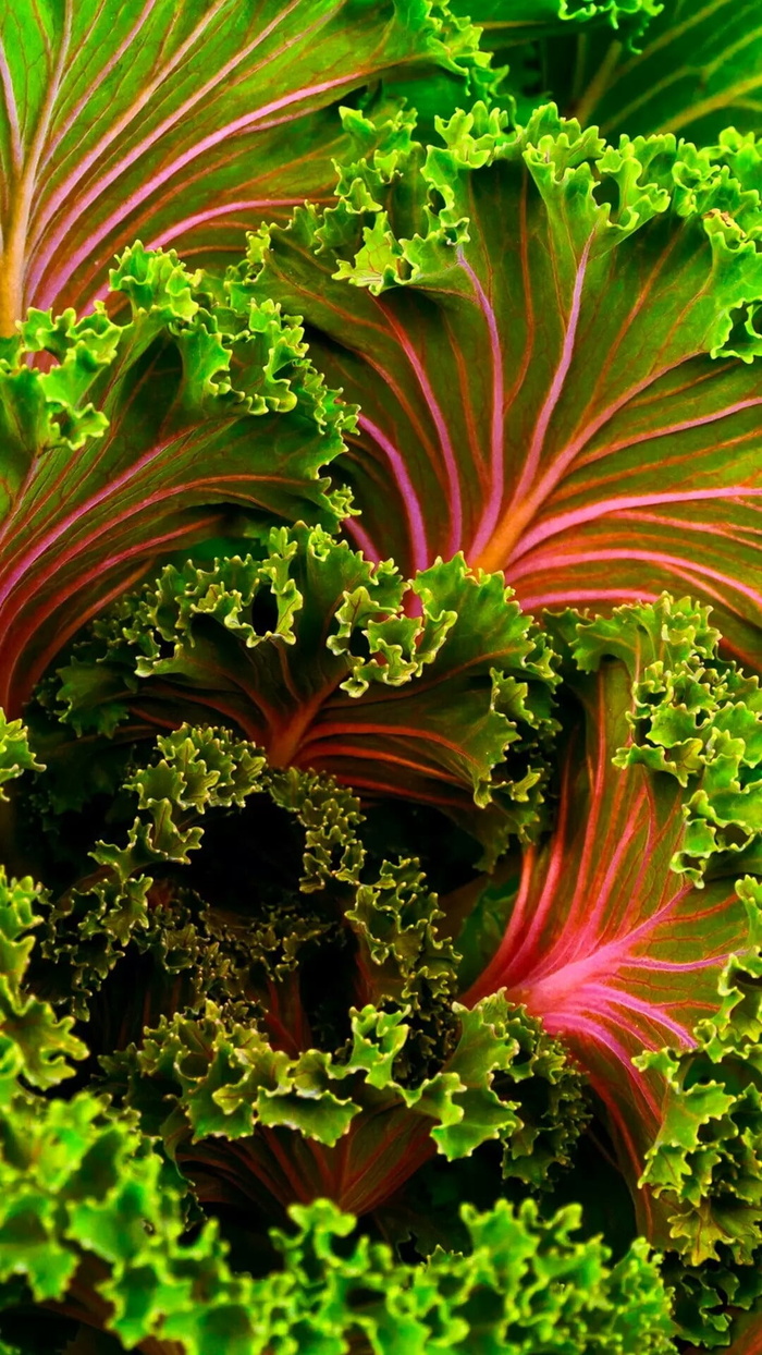 宁静、质朴、天堂般、特写、成长、无人、植物、清新