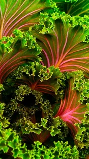 宁静、质朴、天堂般、特写、成长、无人、植物、清新