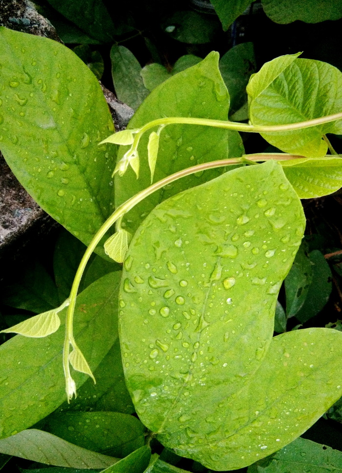 露珠很快落下，叶子，丁香，叶子，植物部分，绿色，水，植物