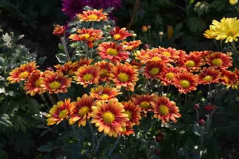 花, chichewa live, 鲜艳的色彩, 鲜花, 植物, 宏, 秋天的花朵, 性质 花, chichewa live, 鲜艳的色彩, 鲜花, 植物, 宏, 秋天的花朵, 性质