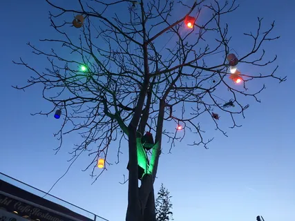 植物, 耀斑, 鸟, 动物, hoca paşa mahallesi, 火鸡, 法提赫, 灯光 植物, 耀斑, 鸟, 动物, hoca paşa mahallesi, 火鸡, 法提赫, 灯光