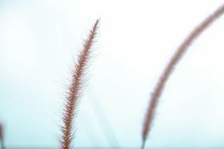 浅，聚焦摄影，棕色，草，小麦，植物，自然，没有人